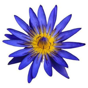 Blue Lotus Flower