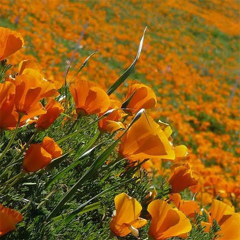California poppy