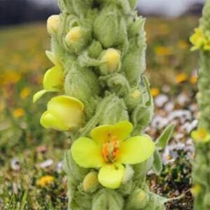mullein herb